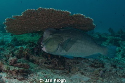 Bumb head parrot fish on clean station by Jan Krogh 